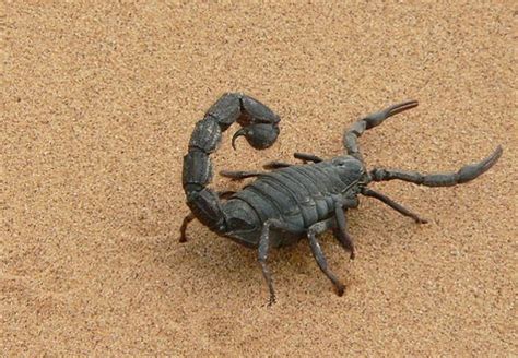 Joining a support group for parents who have a child with cancer can help you feel less alone in your journey as well. Can a Scorpion Help You with Your Brain Tumor?