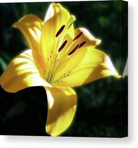 Yellow Lily In Sunlight Canvas Print Canvas Art By Johanna Hurmerinta