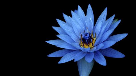 Water Lily Lotus Blue Lily 1080p Wallpaper Hdwallpaper Desktop