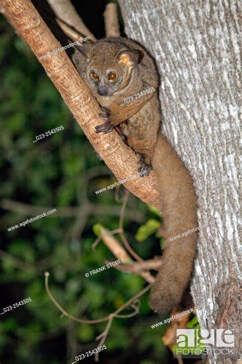 Senegal Bushbaby Galago Senegalensis Stock Photo Picture And Rights