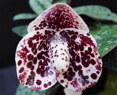 Paph Bellatulum Orchidweb