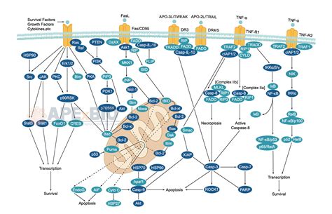 APExBIO Apoptosis Signaling Pathways