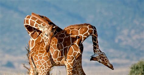 Male Giraffes Photographed Engaged In Brutal Neck Cracking Fight For Supremacy Daily Star