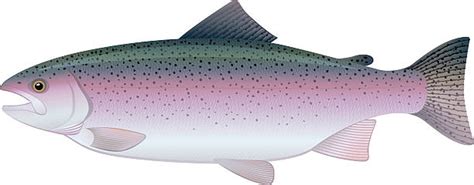 Royalty Free Rainbow Trout Clip Art Vector Images And Illustrations Istock