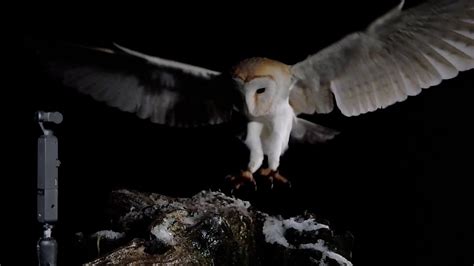 Funny Moments Filming Barn Owls Flying At Night Discover Wildlife