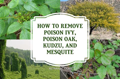 How To Get Rid Of Kudzu Mesquite And Poison Ivy