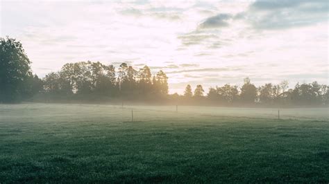 Wallpaper Id 14057 Field Fog Grass Trees Dawn Sunrise 4k Free