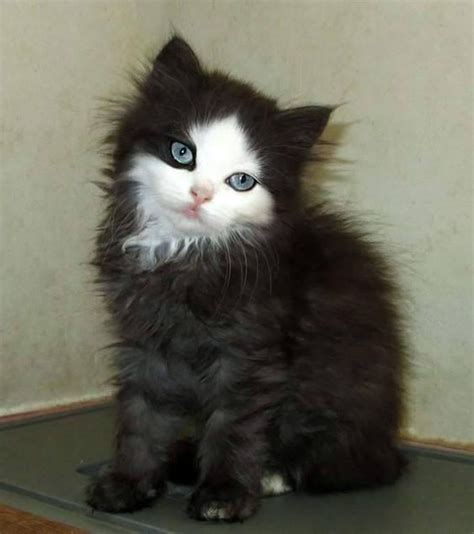 Über 6695 katzen kleinanzeigen aus österreich und deutschland. Baby Katze schwarz mit weißem Gesicht | Baby katzen ...