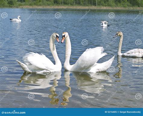 Swans In Love Stock Image Image Of Wings Bird Water 5216405