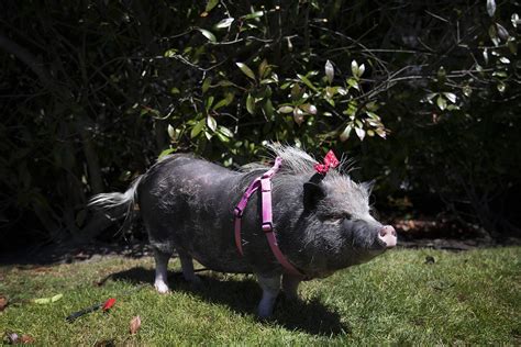 Why Are Potbellied Pigs Banned From Seattle Schools Kuow News And