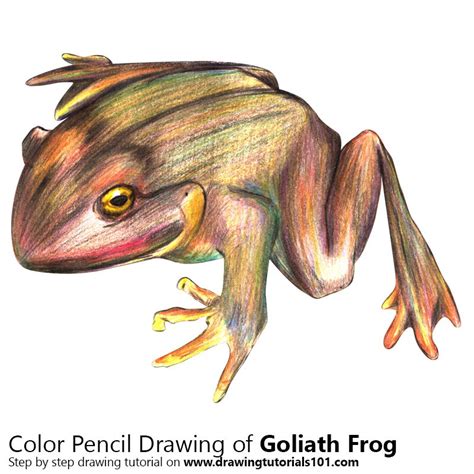 Goliath Frog Colored Pencils Drawing Goliath Frog With