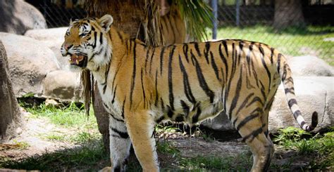 One issue tiger king raised is that captive tigers in the u.s. Big Cat Habitat and Gulf Coast Sanctuary | Must Do Visitor ...