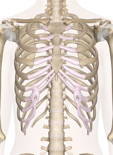 Ch 6 Anatomy Bones Of The Chest Shoulder And Back Diagram Quizlet