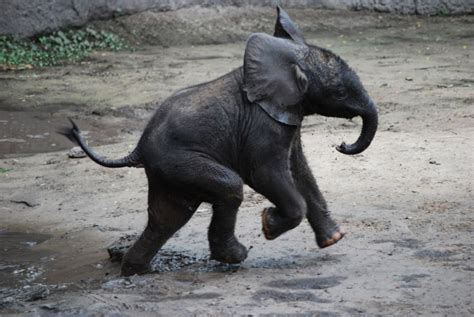 Wildlife Wednesdays First Birthday For Baby Elephant Luna And