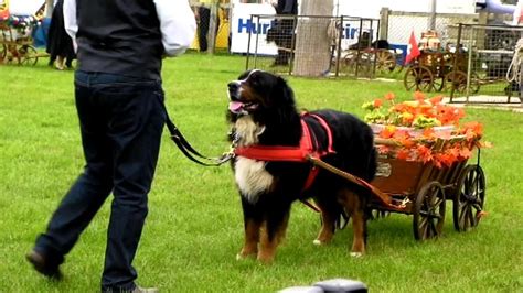 Bernese Mountain Dogs Pulling Carts At The Royal County Of
