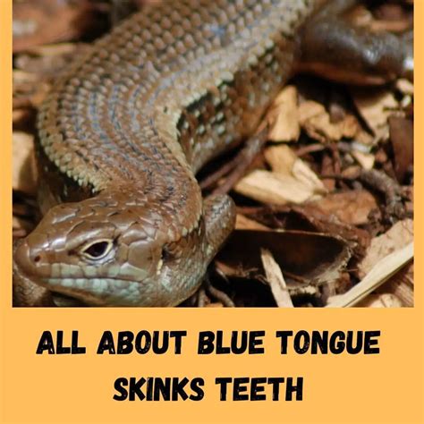 Do Blue Tongue Skinks Have Teeth 2022 Review Guide