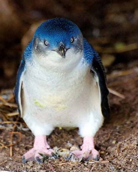 So Bright Blue And Plump Fairy Penguins Are Indeed Fairies