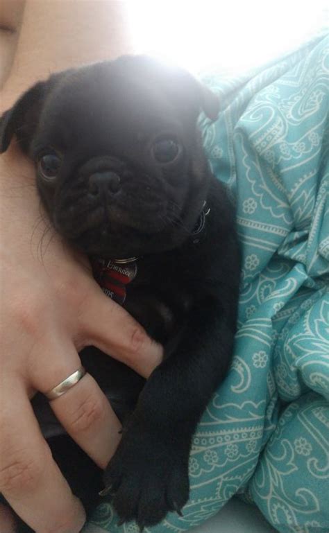 7 Week Old Pug Puppy For Sale