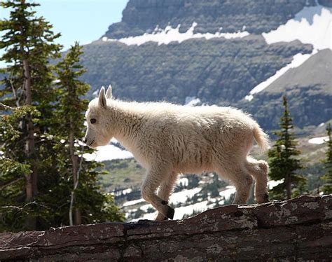 Uncommon Vision Baby Mountain Goat Glacier