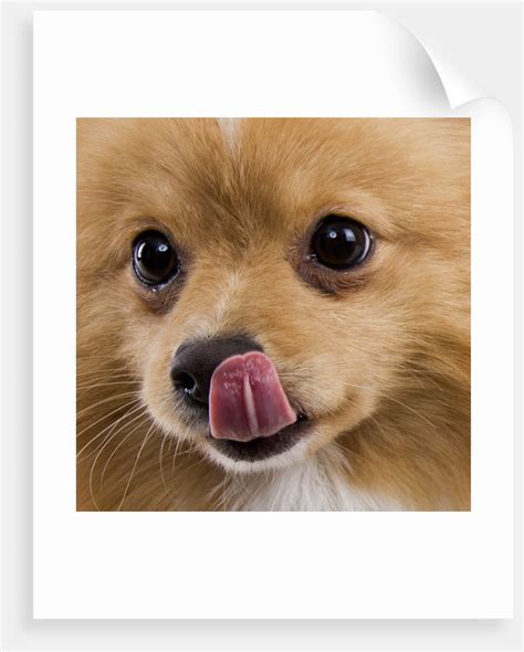 Pomeranian Licking Face Posters And Prints By Corbis