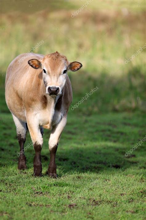 Brown Jersey Cow In A Grassy Field Stock Photo By Jhansen