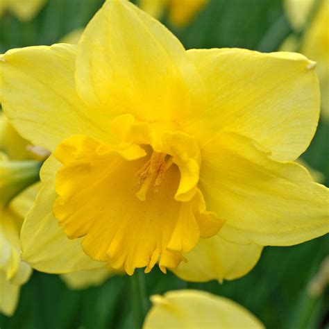 Classic Golden Yellow Narcissus Bulbs For Sale Online Carlton Easy