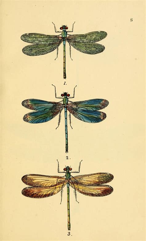 Vintage Dragonfly Art Print An Antique Scientific