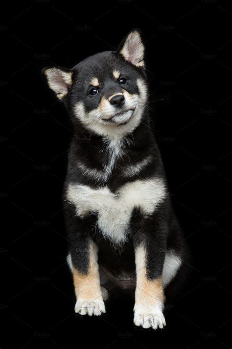 Black Shiba Inu Puppy - petfinder