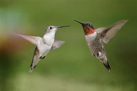 Hummingbird Mating Things You Probably Didn T Know