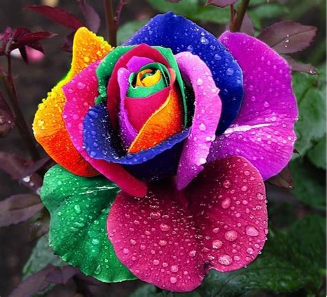 Rainbow Rose Pictures Photos And Images For Facebook