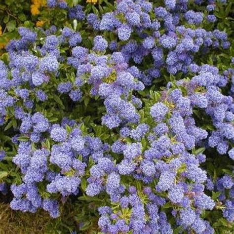 3 X Ceanothus Autumnal Blue Evergreen Shrub Hardy Garden Plant In Pot