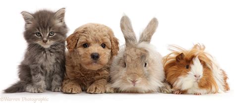 Bunnies, kittens, puppies & more. Pets: Grey kitten, Goldendoodle puppy, bunny and Guinea pig photo WP43454