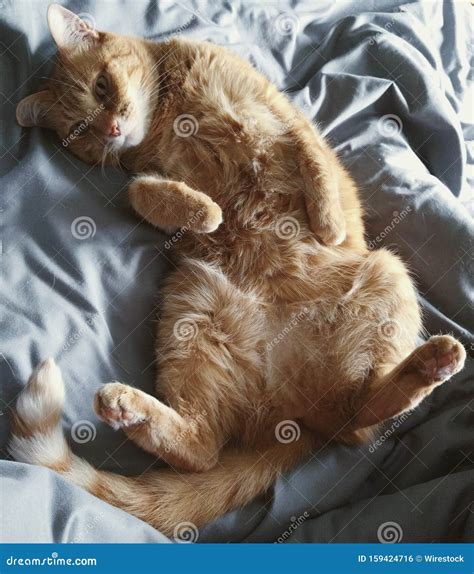 Cat Lying On Back Sleeping Cat Meme Stock Pictures And Photos