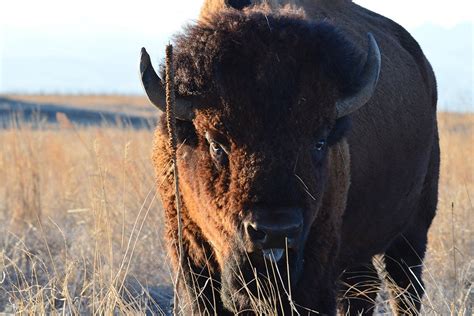 The Bison Is Americas New National Mammal Jstor Daily