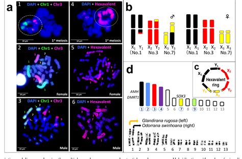 Figure 2 From Evolution Of A Multiple Sex Chromosome System By Three Sequential Translocations