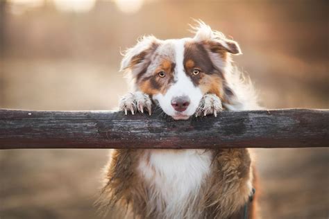 10 Best Dog Breeds For Farms