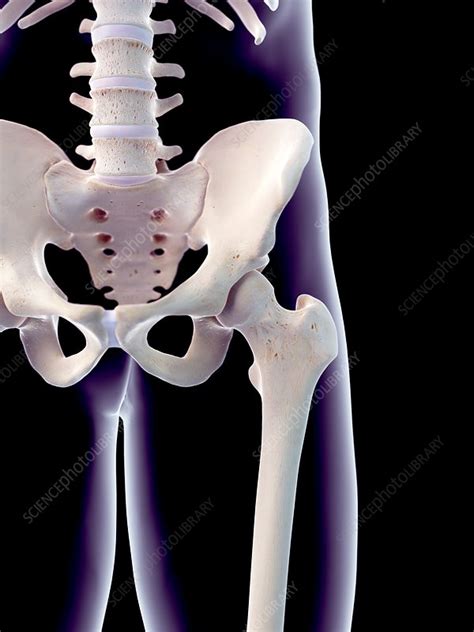 Human Hips Illustration Stock Image F0168508 Science Photo Library