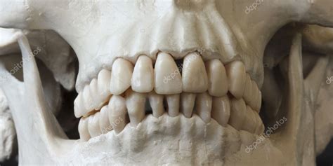 A Close Up Of A Human Skull Jaw And Teeth — Stock Photo © Neilld 8081090