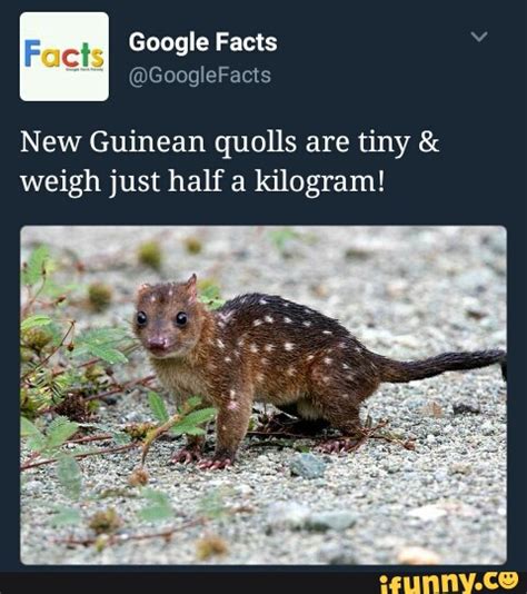 New Guinean Quolls Are Tiny And Weigh Just Half A Kilogram