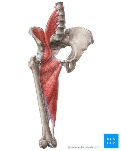 Muscles located at the side of the hip, which include the gluteus medius, piriformis, and hip external rotator muscles contribute greatly to the well being of the best way to deal with low back pain that is either caused or complicated by tight outer hip muscles is to stretch the muscles mentioned above. Hip and thigh muscles: Anatomy and functions | Kenhub