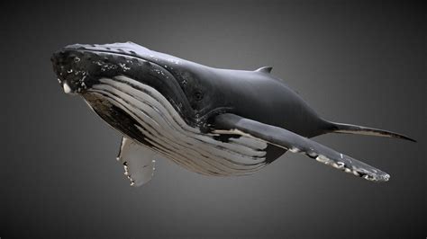 Knølhval Megaptera Novaeangliae Humpback Whale 3d Model By Rsteen