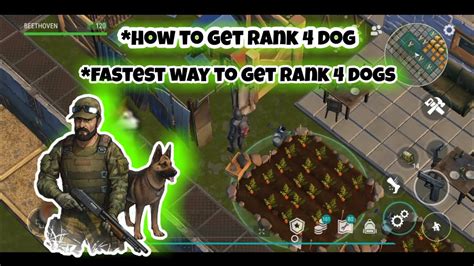 How To Get Rank 4 Dog Fastest Way To Get True Friend Dog Last Day On