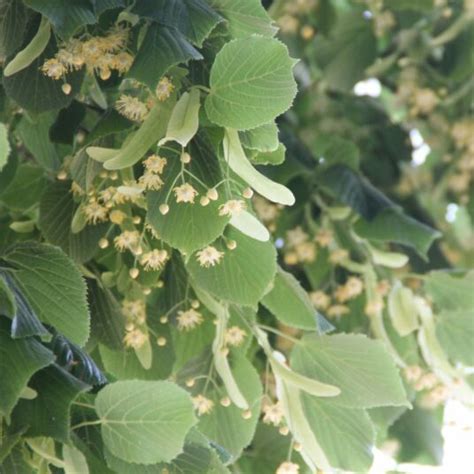 Buy Tilia Cordata Tree Hillier Trees