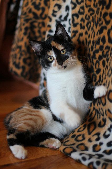 17 Best Images About Calico Cats On Pinterest Cute Cats