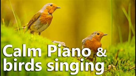 Relaxing Music Calm Piano Music With Birds Singing Youtube