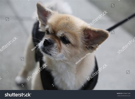 Cute Small Dog Big Ears On Stock Photo 595861508 Shutterstock