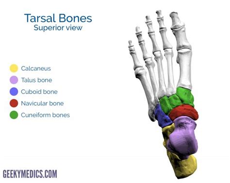 Bones Of The Foot Tarsal Bones Metatarsal Bone Geeky
