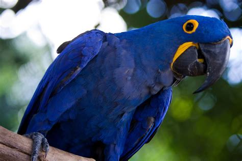 Free Blue Brazilian Macaw Arara Azul By F Weberich Stock Photo