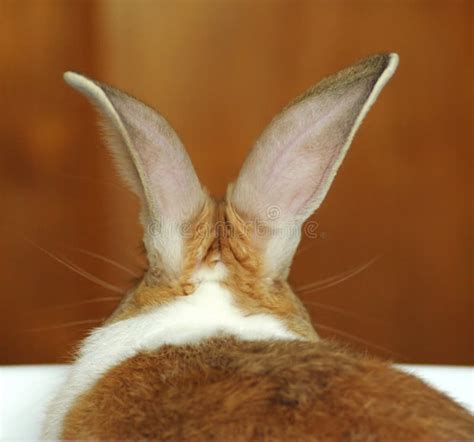 Bunny S Ears Stock Image Image Of Back Brown Spring 1025981