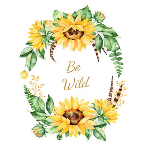 Best Sunflower Watercolor Illustrations Royalty Free